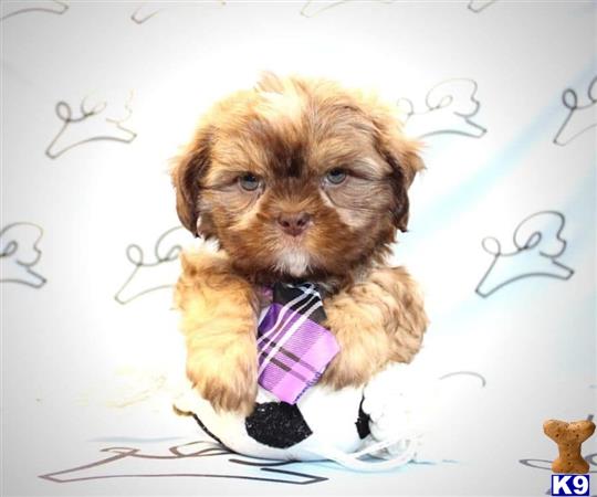 lvpuppyheaven Picture 2